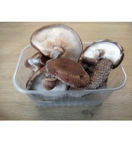 Shiitake grybai, 500g